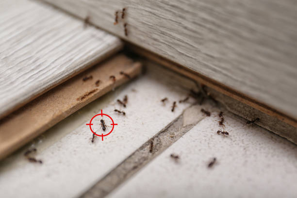 Best Rat Extermination Near Me  in Attleboro, MA