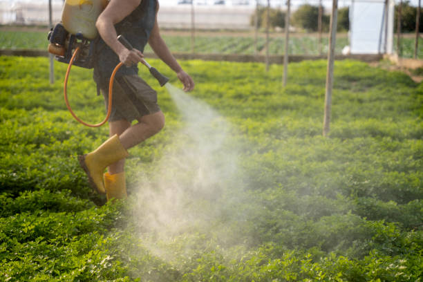 Best Local Pest Control Services  in Attleboro, MA