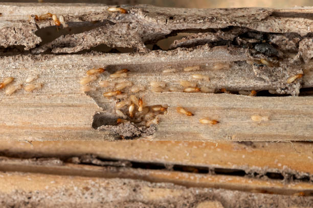 Best Best Pest Control Companies  in Attleboro, MA